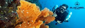 Blue Label Diving